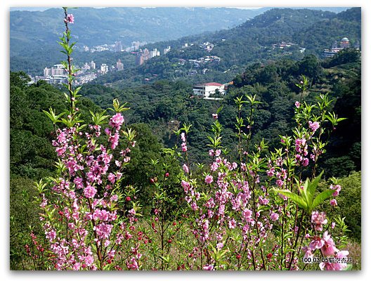 台北文山 貓空賞杏花