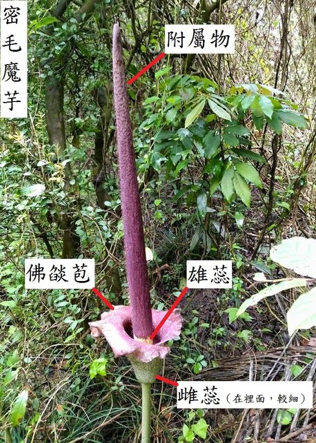 密毛魔芋大大！