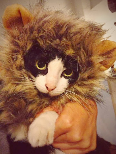 Gato
