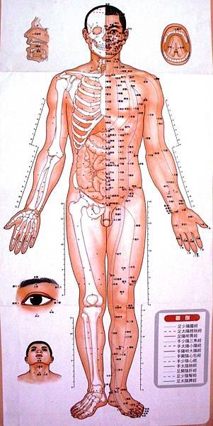 標準經穴正面圖1.jpg