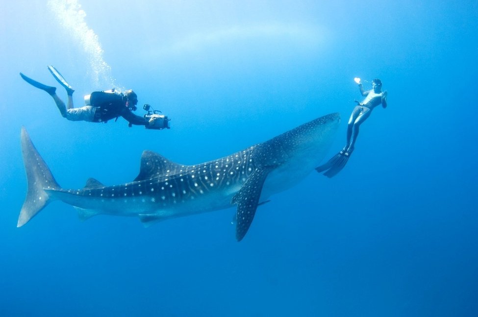 Whale_Shark.jpg