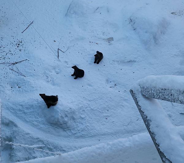 [北歐四國] Day12 羅瓦捏米 Rovaniemi 北極