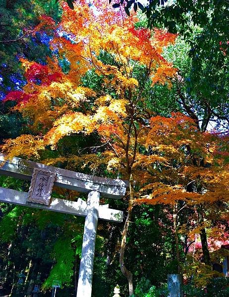 鳥取紅葉地圖