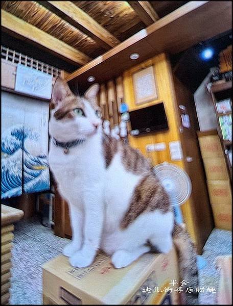 迪化街尋店貓趣-1_031.jpg
