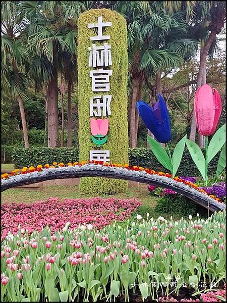 2025士林官邸鬱金香花展_011.jpg