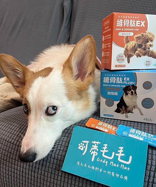 柯基米亞體驗分享_骨骼關節保養可蒂毛毛犬用維骨肽