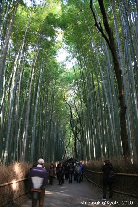 20101118_Kyoto-67_嵯峨野竹林_1.JPG