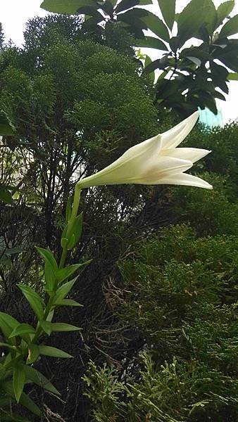 IMG_20150511_072305-1百合開花