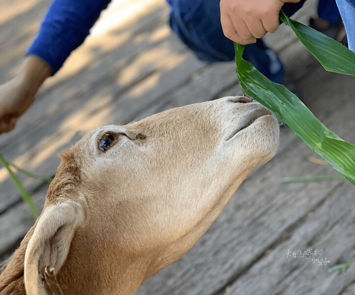 [帶小兒子去苗栗] 越餵越療癒的飛牛牧場