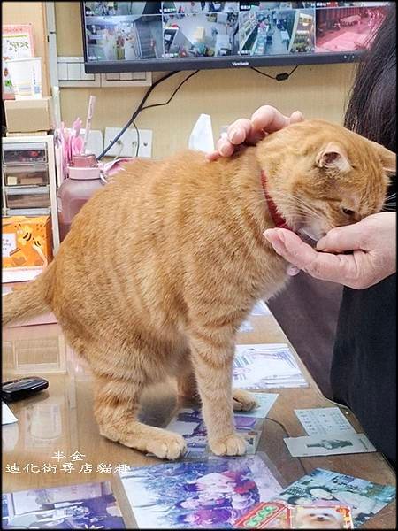 迪化街尋店貓趣_041.jpg