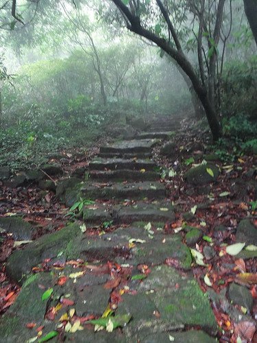 竹子湖繡球花水尾巴拉卡步道 (9).jpg