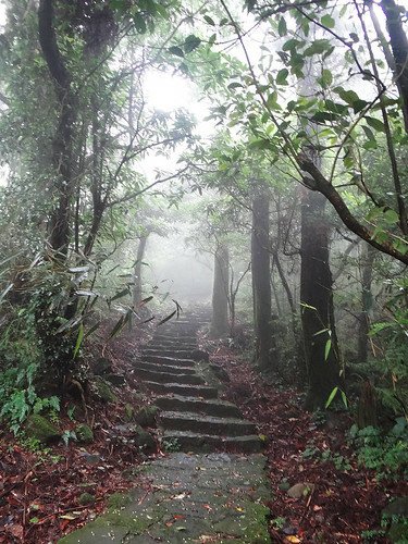 竹子湖繡球花水尾巴拉卡步道 (10).jpg