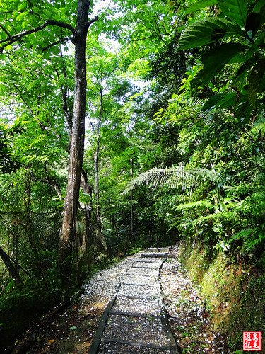 瑪西桐花步道 (43).jpg