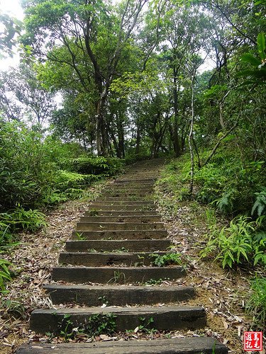 內溝山桐花步道 (7).jpg