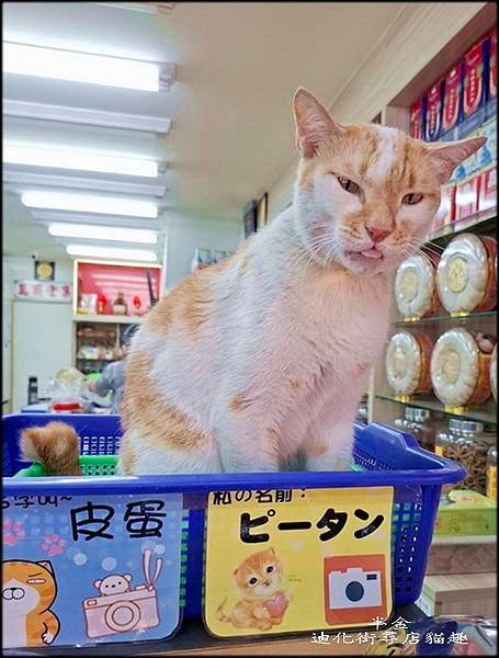迪化街尋店貓趣_021.jpg