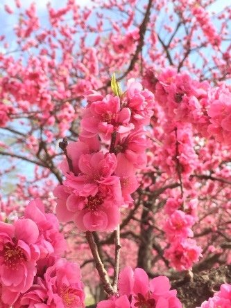 花現茨城  櫻川  磯部稻村神社  日立櫻花祭  龍崎般若院