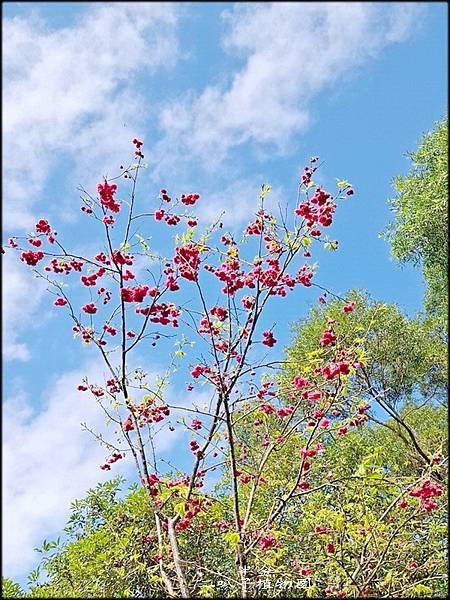 二叭子植物園賞櫻_043.jpg