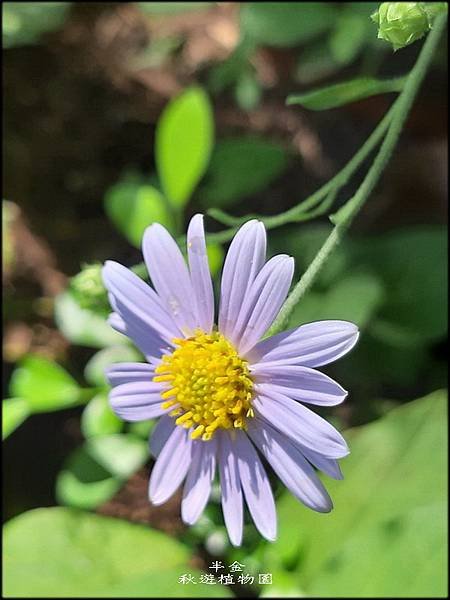 秋遊植物園-1_023_調整大小.jpg