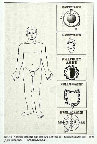 人體五大太極器官.jpg