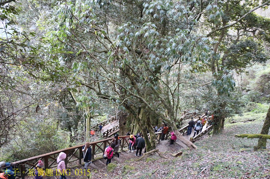 阿里山公路 鹿林神木 台灣排名第二的大神木