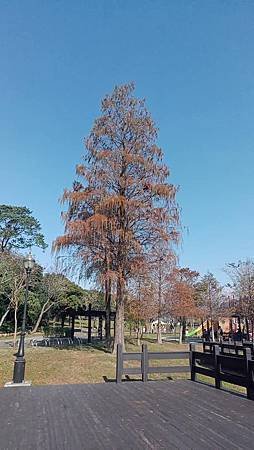 [桃園旅遊]大溪區另一個賞落羽松的地點，適合闔家玩樂大溪河濱