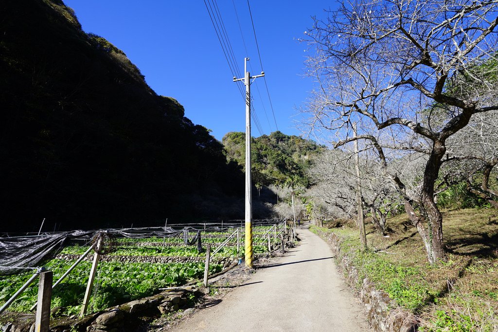 柳家梅園