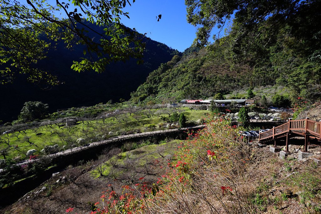 柳家梅園