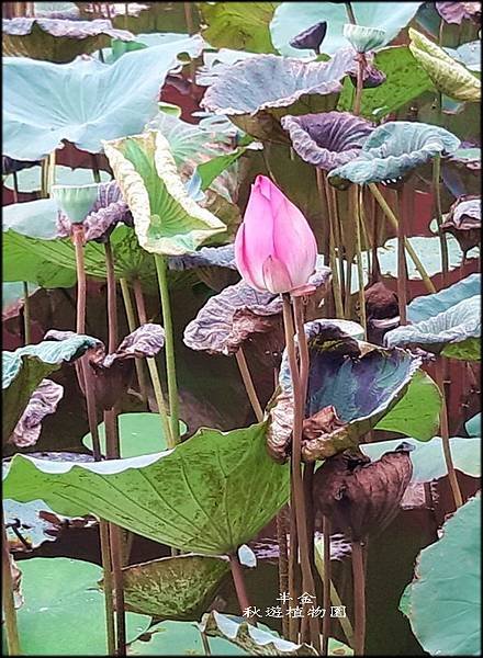 秋遊植物園_026.jpg