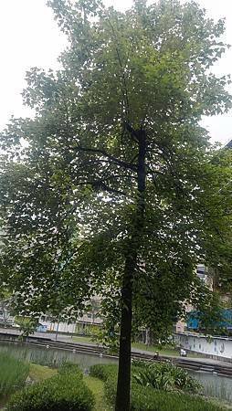 [新北旅遊]板橋區遠東通訊園區內生態南公園，給人寧靜、生態豐