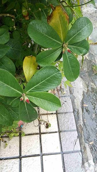 沙漠玫瑰開花,文心蘭開花(104.04.06)