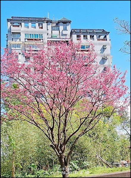 二叭子植物園賞櫻_006.jpg