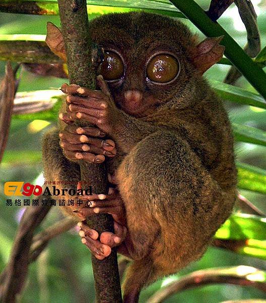 tarsier-philippinen-koboldmaki-2837814-o.jpg