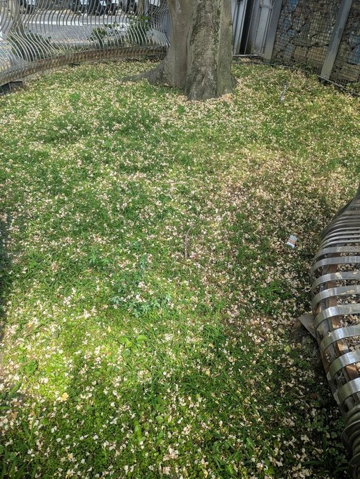 春日限定的金黃奇蹟──在台北市欣賞加羅林魚木