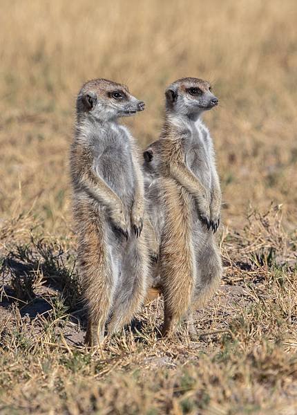 Suricatos_(Suricata_suricatta),_parque_nacional_Makgadikgadi_Pans,_Botsuana,_2018-07-30,_DD_18.jpg