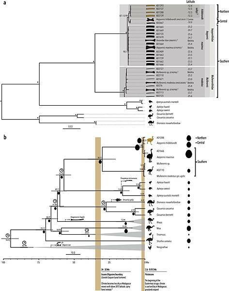 蛋殼古代DNA，大象鳥歷史