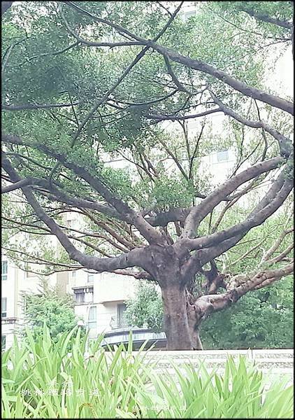 桃林鐵路步道~020.jpg