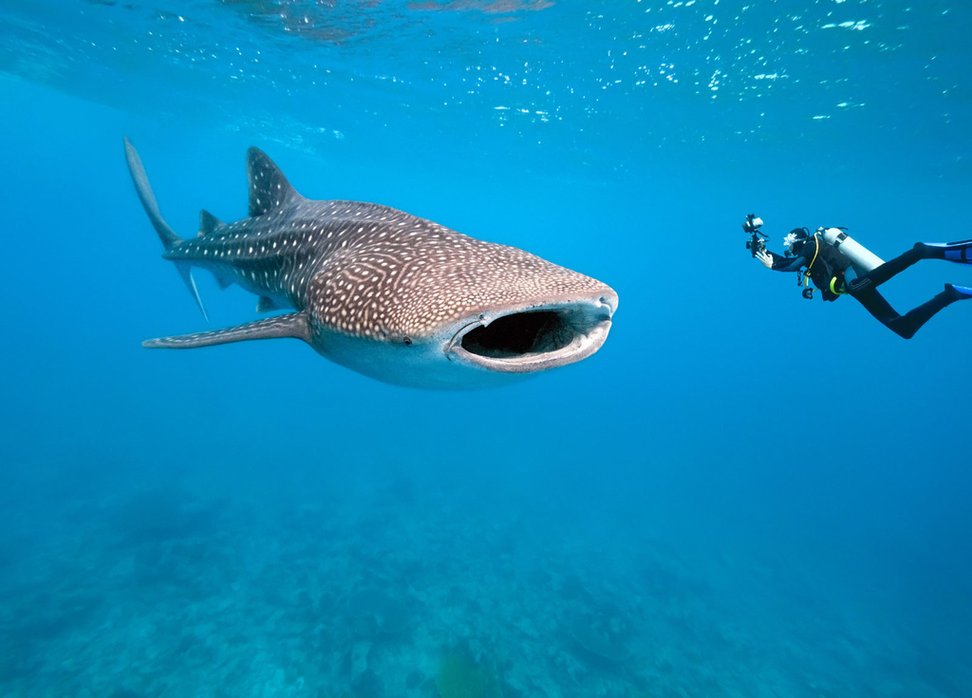 whale-shark-diving.jpg