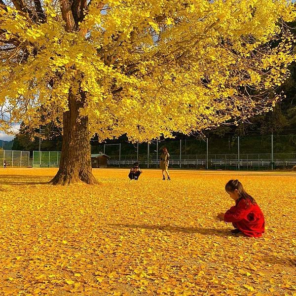 鳥取紅葉地圖