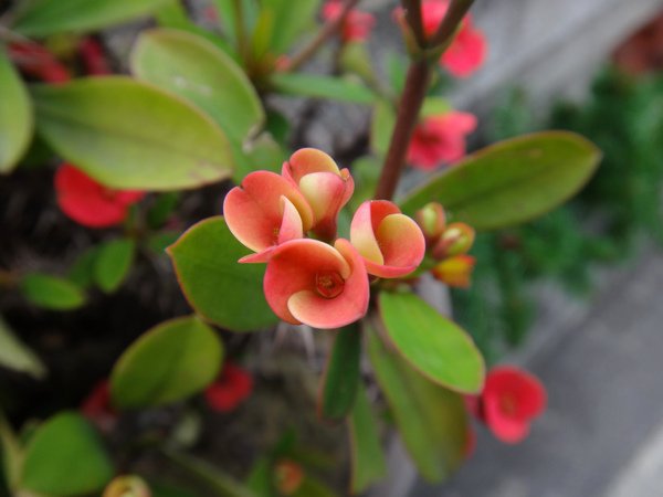 麒麟花9.JPG