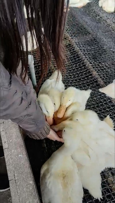 甲鳥園_宜蘭親子景點_礁溪鴨鴨農場_宜蘭礁溪農場_甲鳥園門票_甲鳥園評價_甲鳥園交通_甲鳥園餵鴨體驗_甲鳥園抱小鴨_甲鳥園開放時間_甲鳥園設施_甲鳥園活動_甲鳥園照片_甲鳥園預約_甲鳥園餐點_甲鳥園停車_甲鳥園地圖_甲鳥園DIY體驗_甲鳥園全鴨蛋蛋糕_伊比魚的旅行意義 (6).jpg