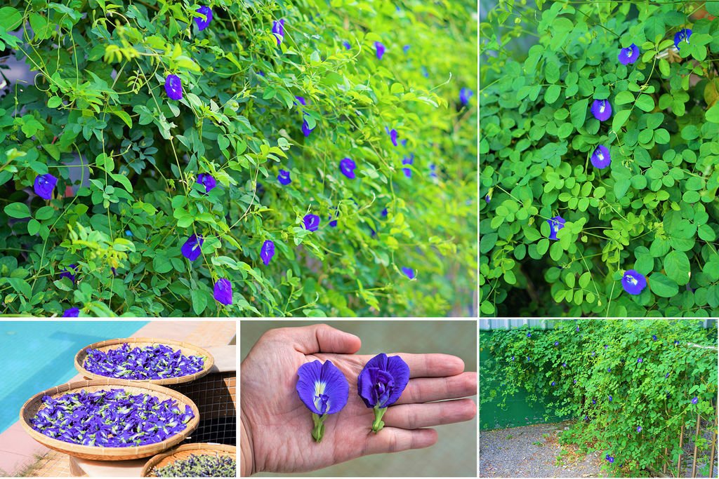 蝶豆花牆.jpg