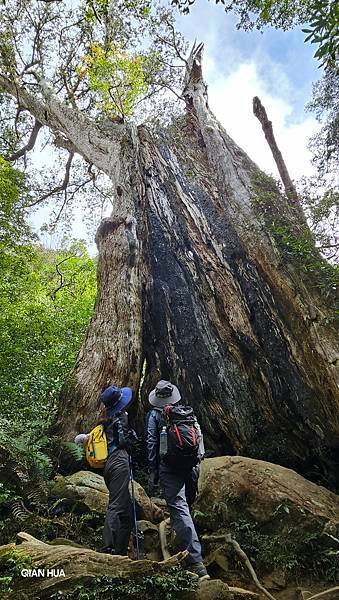 【 北得拉曼】【內鳥嘴山】新尖石步道-神木群、回音谷、山毛櫸