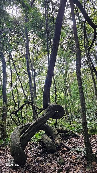 【鵝公髻山雲霧步道】千年血藤、三心瀑布群、神木與酋長岩的奇幻