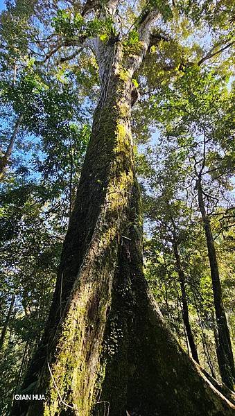 【鵝公髻山雲霧步道】千年血藤、三心瀑布群、神木與酋長岩的奇幻