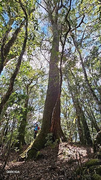 【芝虎縱走】芝生毛台山・虎禮山，軍艦岩壯闊起登7.3K縱走~
