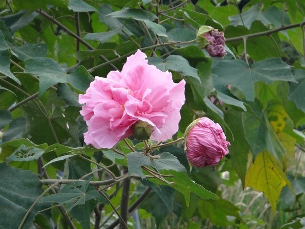 DSC04231.JPG