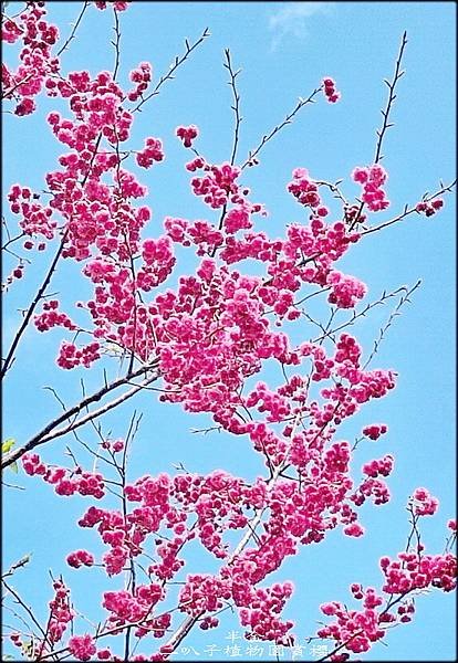 二叭子植物園賞櫻-1_022.jpg
