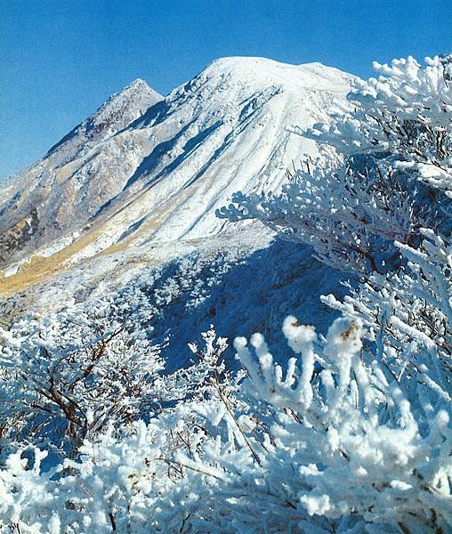 鶴見岳 霧冰 深山霧島杜鵑