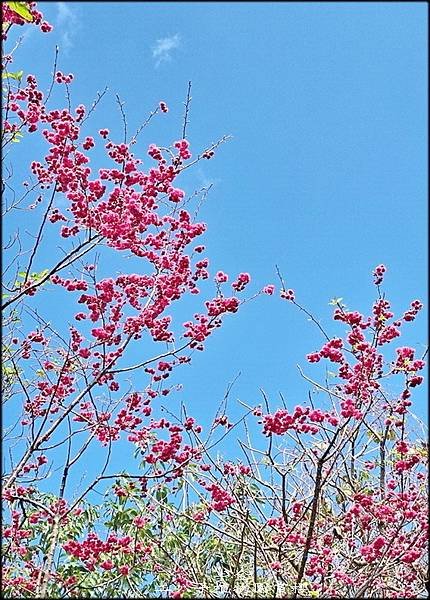 二叭子植物園賞櫻-1_021.jpg