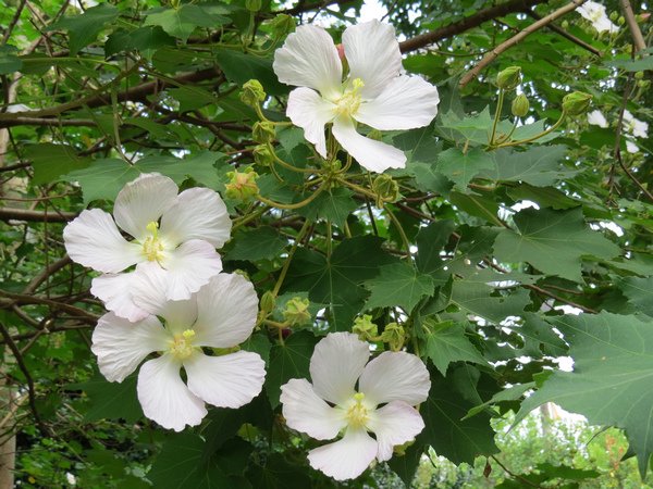山芙蓉8.JPG